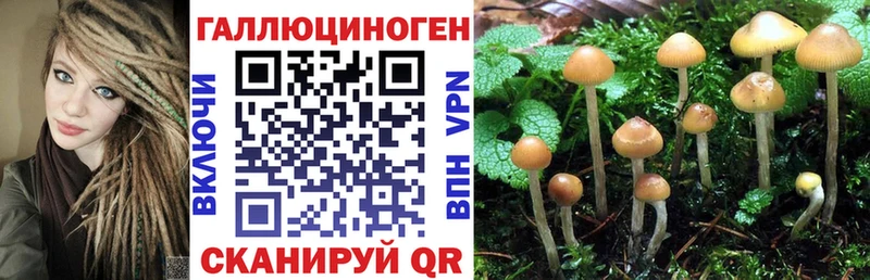 Псилоцибиновые грибы Cubensis как найти наркотики Кизляр